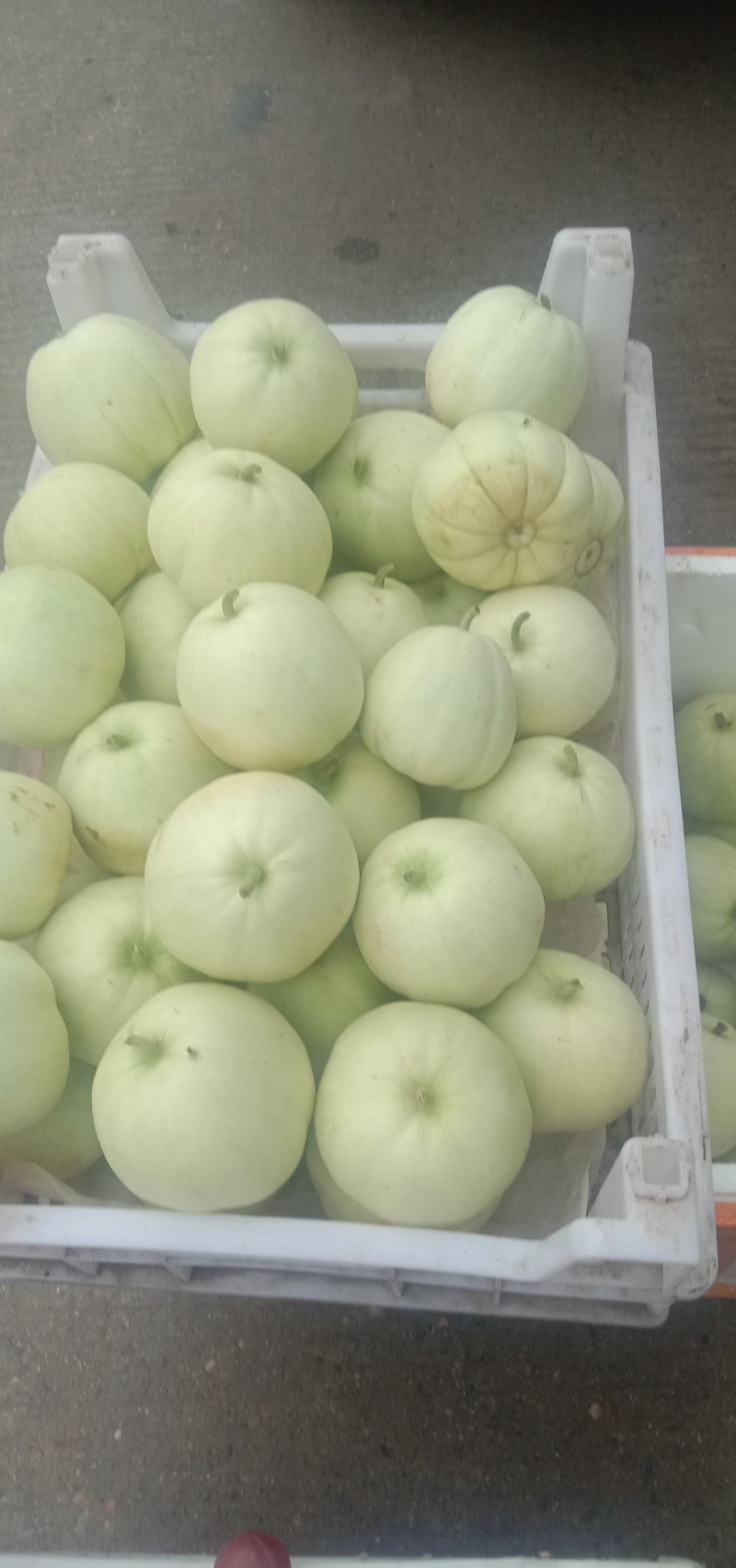 香瓜，限量500斤每天