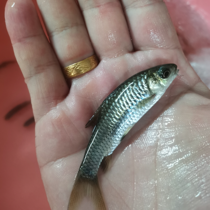 《优质鱼苗》青竹苗倒刺鲃鱼苗场地一手货源