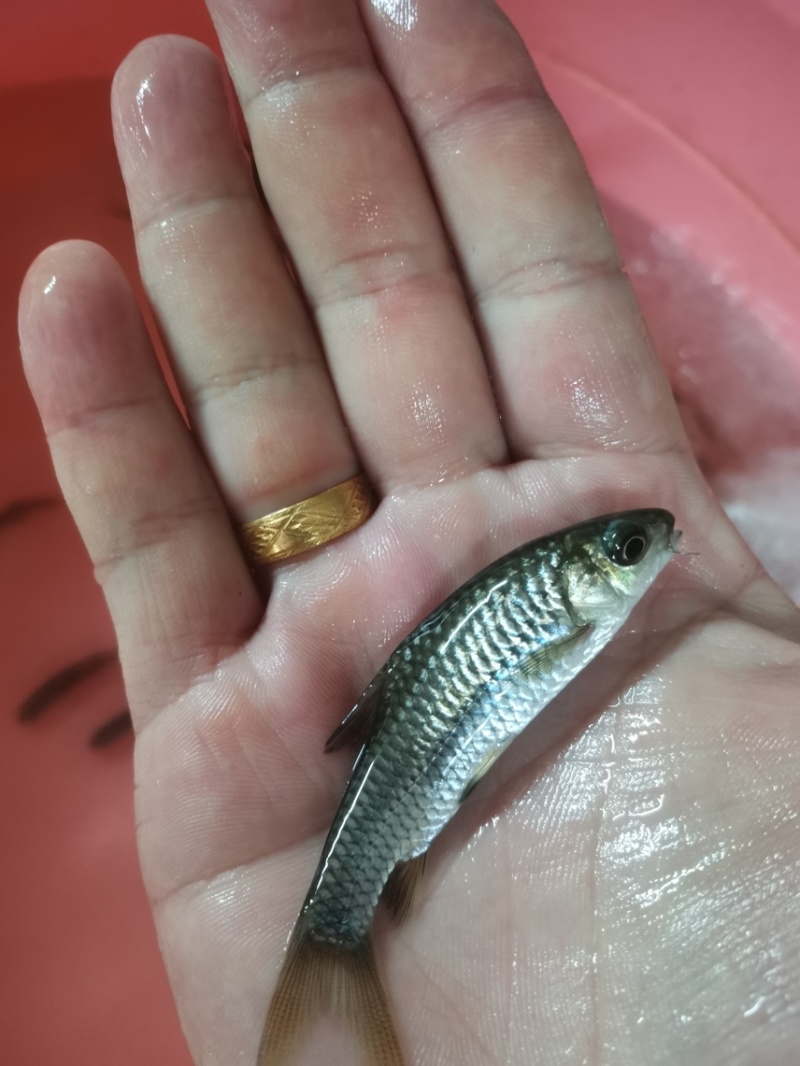《优质鱼苗》青竹苗倒刺鲃鱼苗场地一手货源
