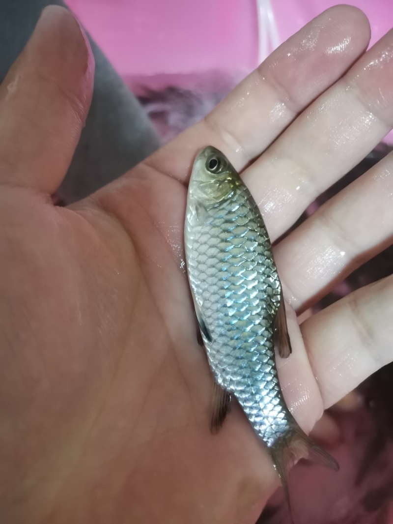 《优质鱼苗》青竹苗倒刺鲃鱼苗场地一手货源