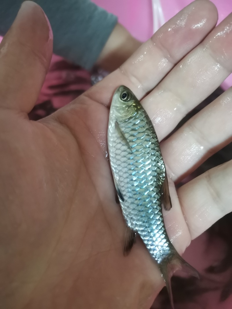 《优质鱼苗》青竹苗倒刺鲃鱼苗场地一手货源