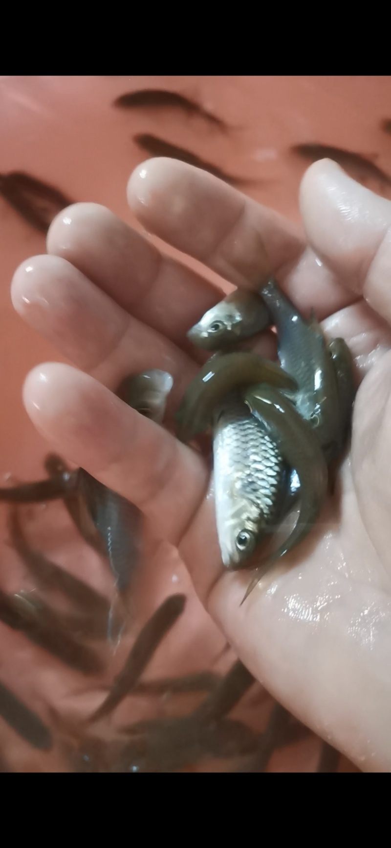 《优质鱼苗》青竹苗倒刺鲃鱼苗场地一手货源