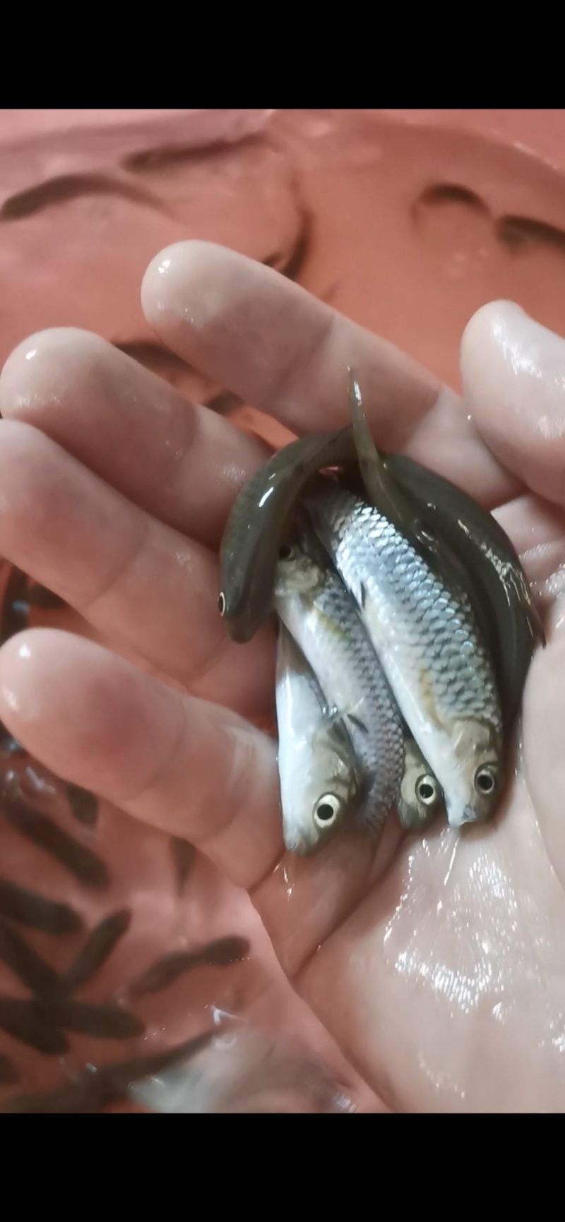 《优质鱼苗》青竹苗倒刺鲃鱼苗场地一手货源