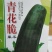 菜瓜种子青花脆耐高温果肉白色，肉质酥脆爽口，