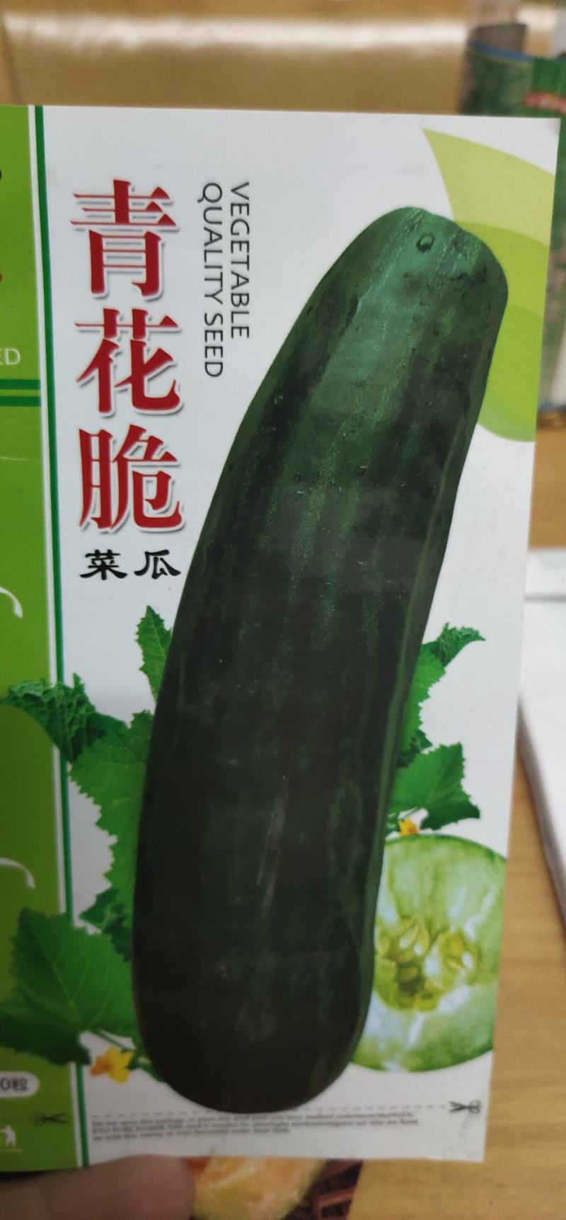 菜瓜种子青花脆耐高温果肉白色，肉质酥脆爽口，