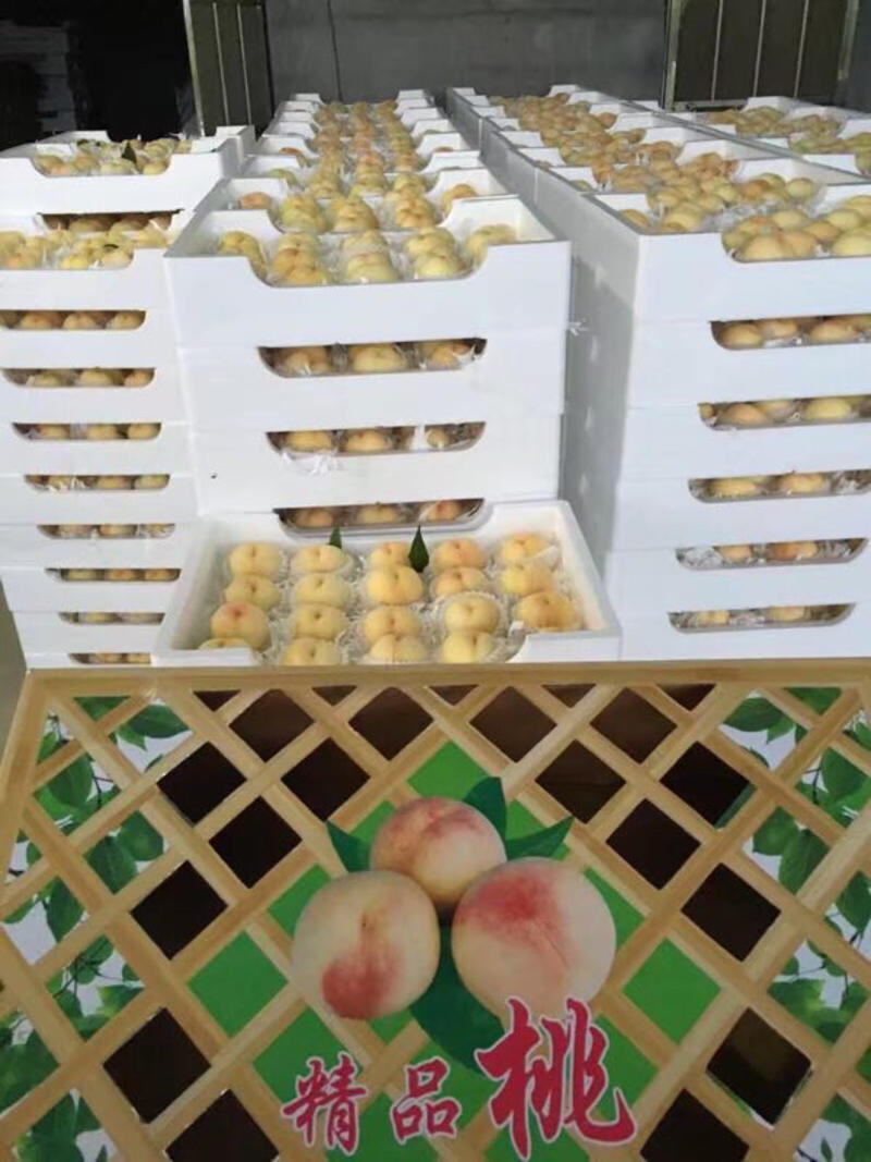桃五马上上市，新沂水蜜桃货源稳定专业团队正宗水蜜超甜