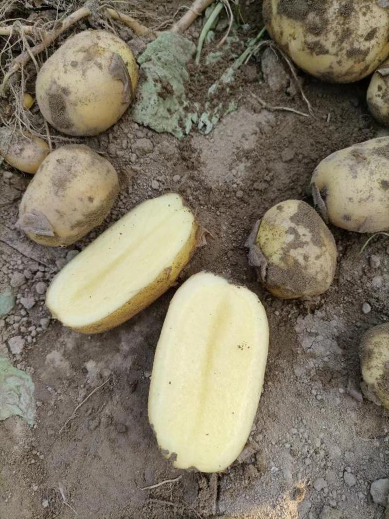 黄心土豆马铃薯产地直销看货论价保质保量欢迎订购