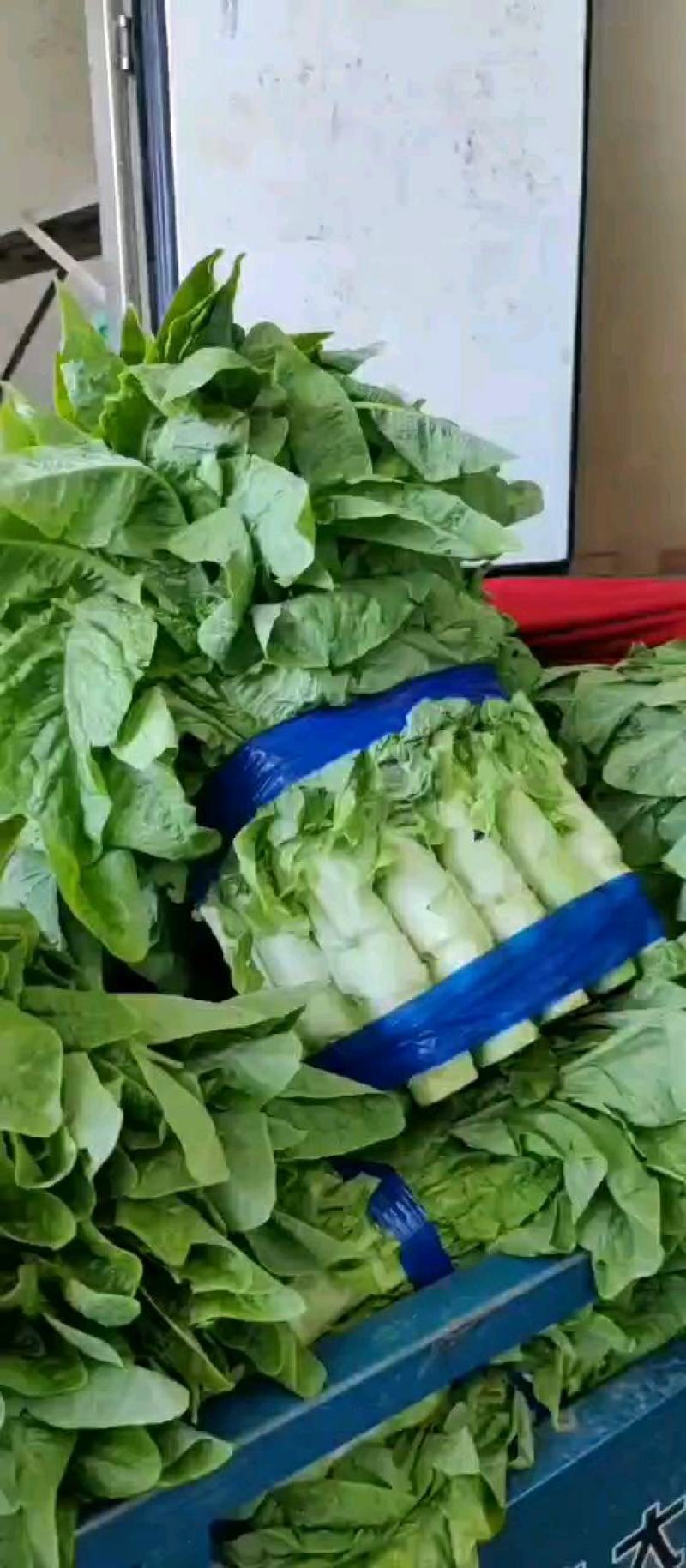 龙椒，螺丝椒，兰陵县大量有货，需要的老板提前联系