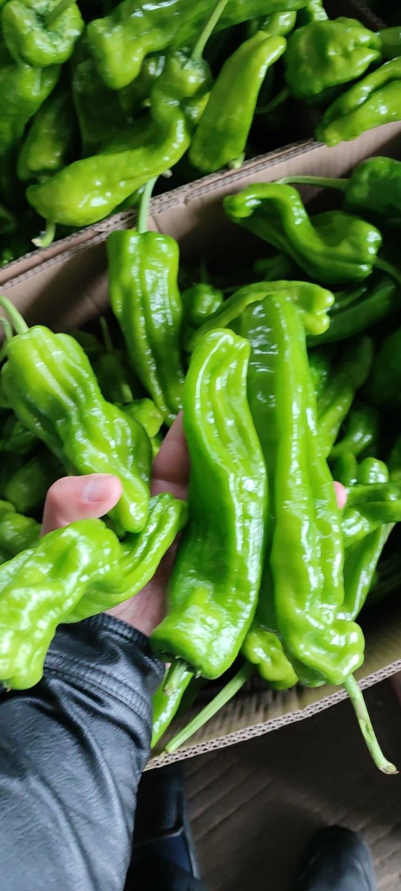 龙椒，螺丝椒，兰陵县大量有货，需要的老板提前联系