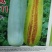 甜瓜种子菊城611易坐果,果形细棒状,果皮灰白色,