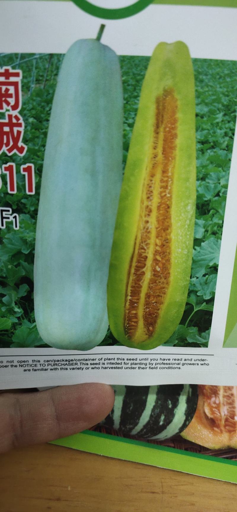 甜瓜种子菊城611易坐果，果形细棒状，果皮灰白色，