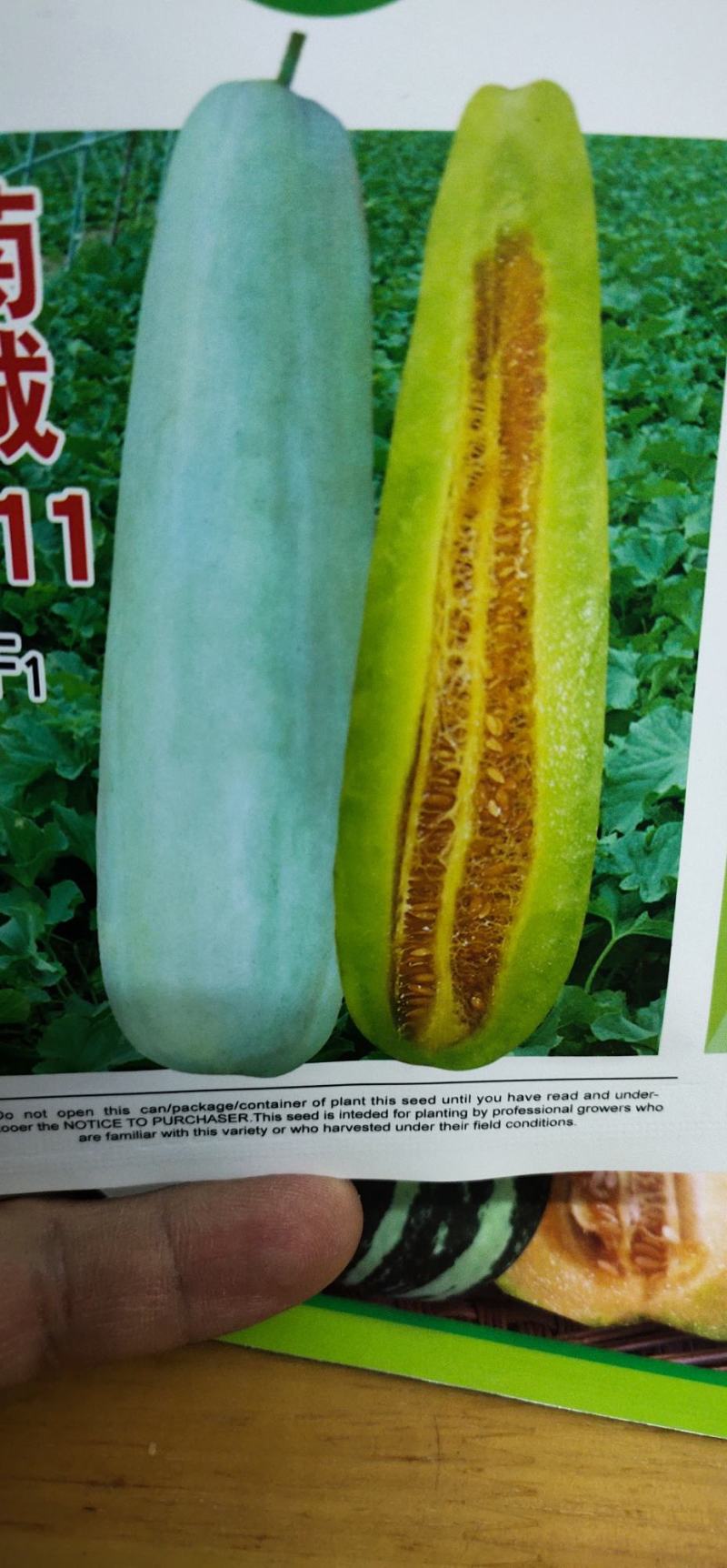 甜瓜种子菊城611易坐果，果形细棒状，果皮灰白色，