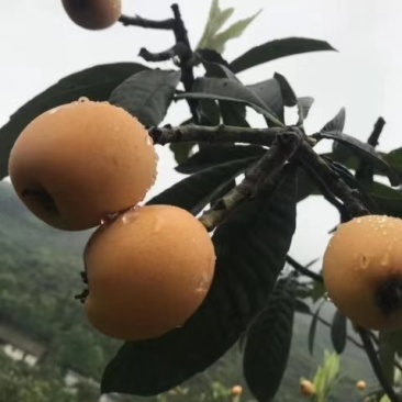 四川高海拔枇杷，5月中成熟，产地无污染，自然成熟口感巴适