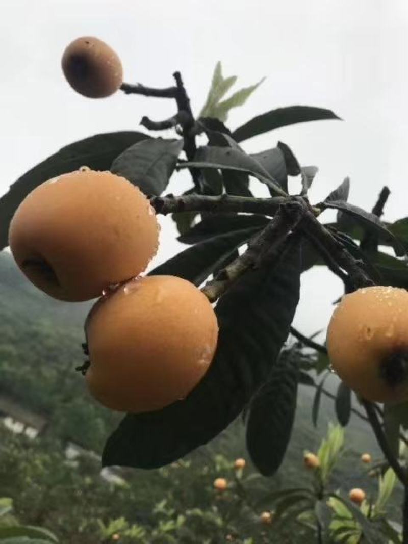 四川高海拔枇杷，5月中成熟，产地无污染，自然成熟口感巴适