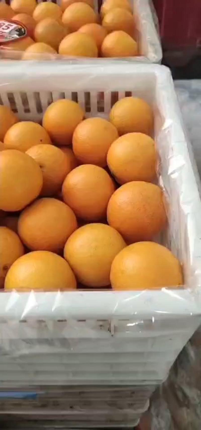 脐橙产地橙子看货论价支持发货欢迎订购