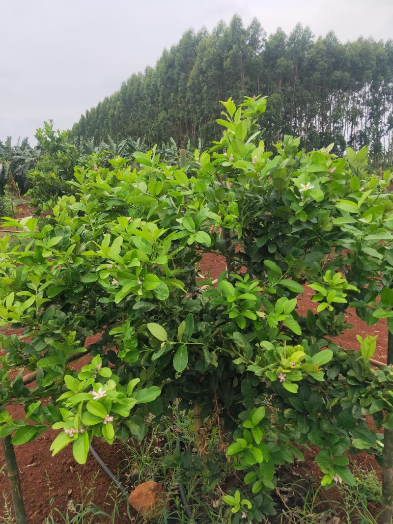 转手广东香水柠檬无籽果园场地欢迎介绍与推荐价私聊