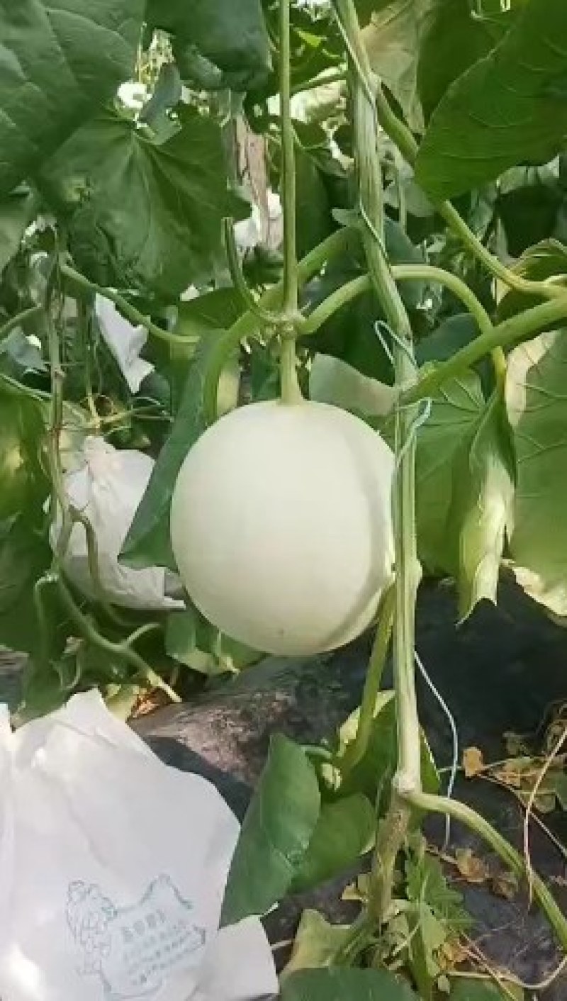 玉姑甜瓜