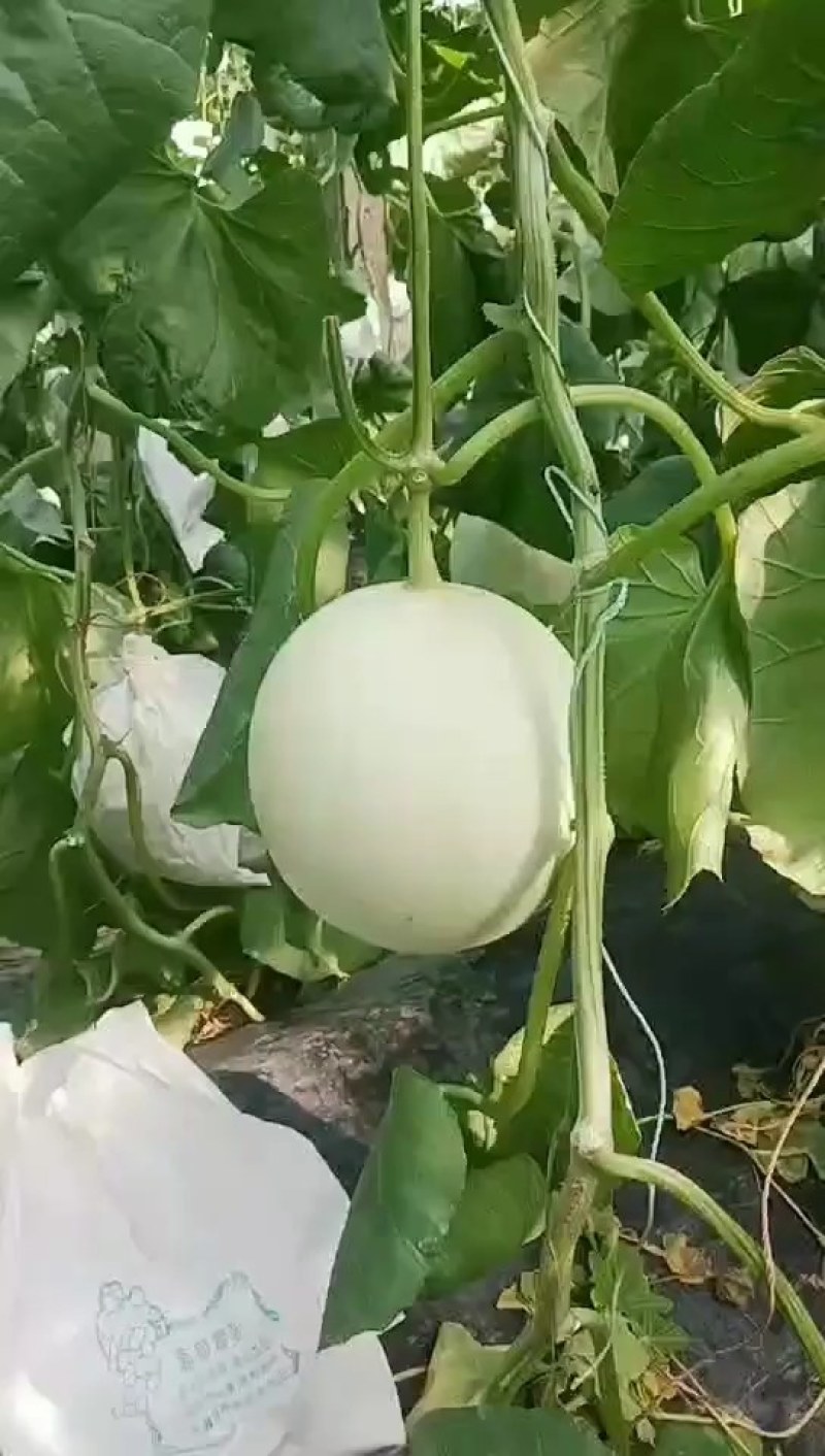 玉姑甜瓜