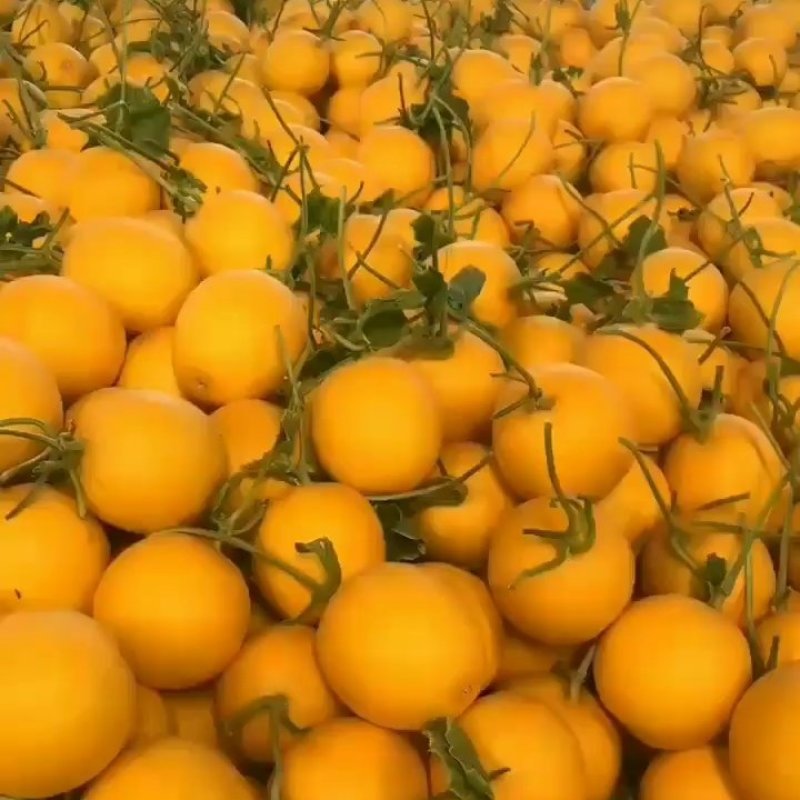 玉姑甜瓜