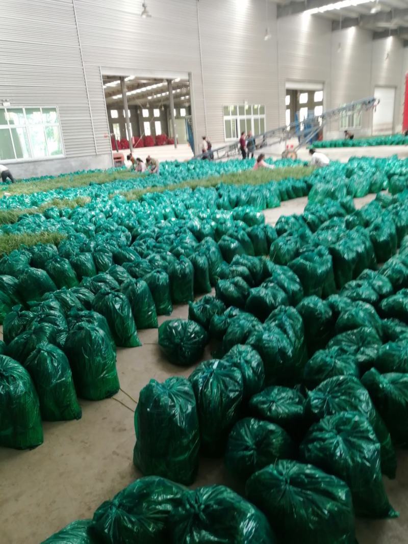 邳州小红帽蒜苔
