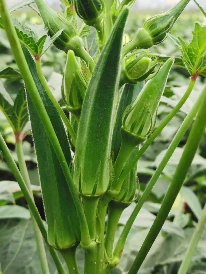 云南基地自产水果一代二代黄秋葵大量批发全国