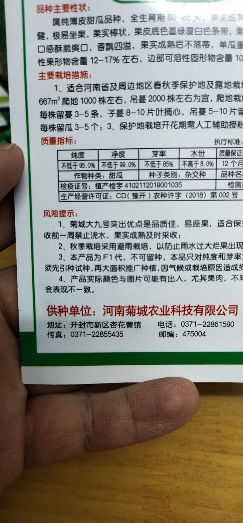 甜瓜种子菊城大九号薄皮甜瓜易坐果，果实成熟期25天