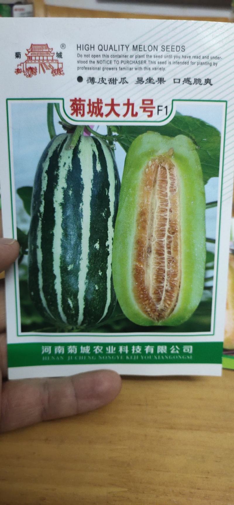 甜瓜种子菊城大九号薄皮甜瓜易坐果，果实成熟期25天