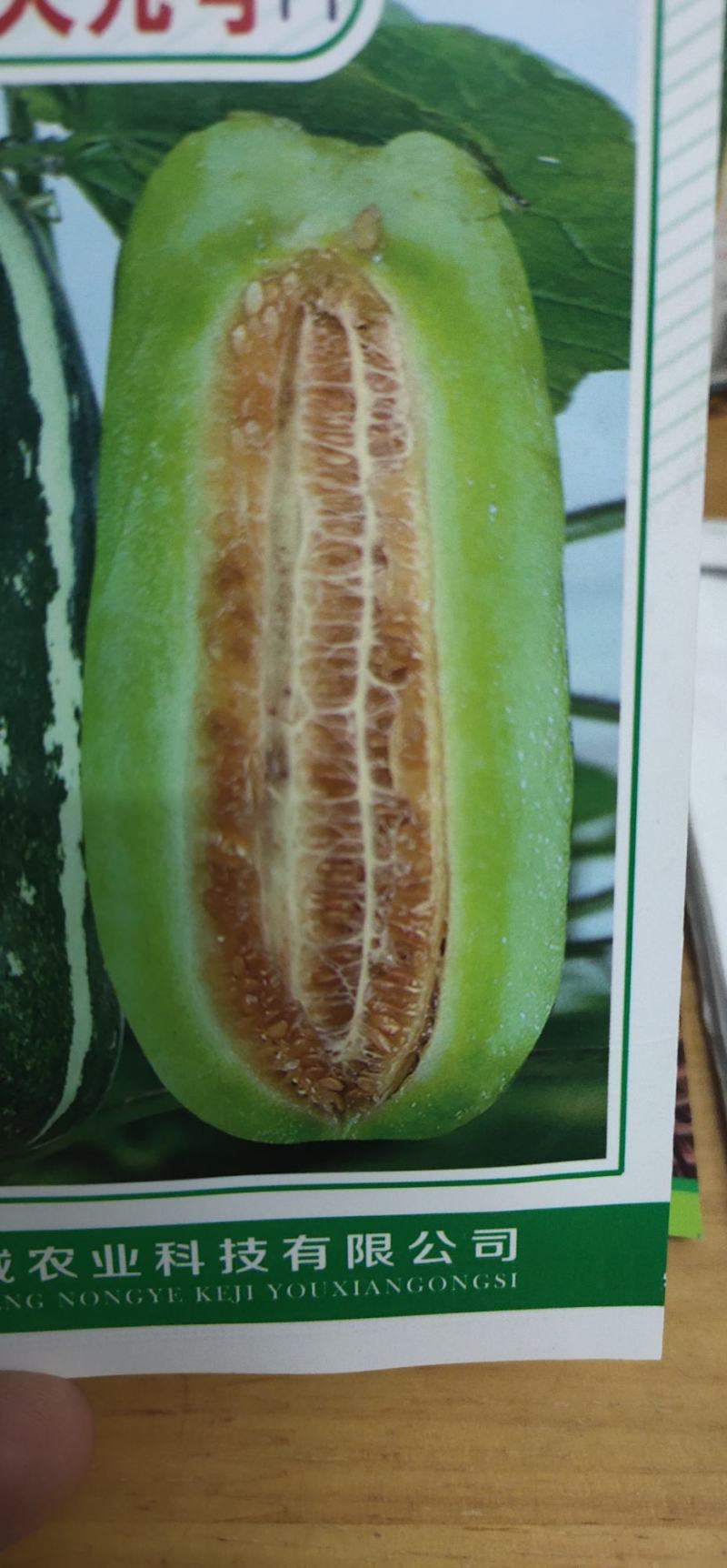 甜瓜种子菊城大九号薄皮甜瓜易坐果，果实成熟期25天