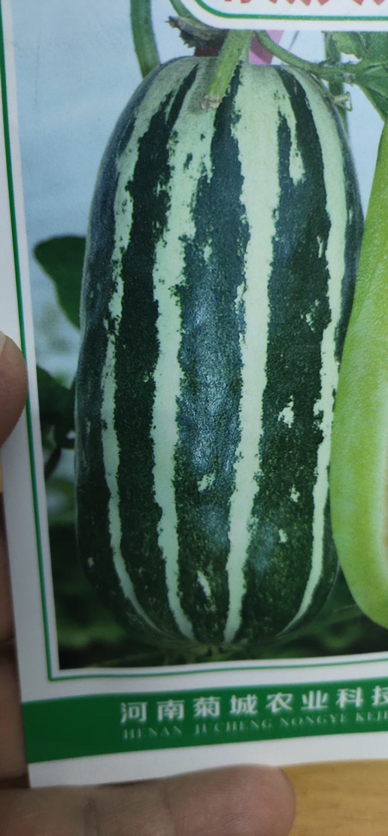 甜瓜种子菊城大九号薄皮甜瓜易坐果，果实成熟期25天