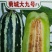 甜瓜种子菊城大九号薄皮甜瓜易坐果，果实成熟期25天