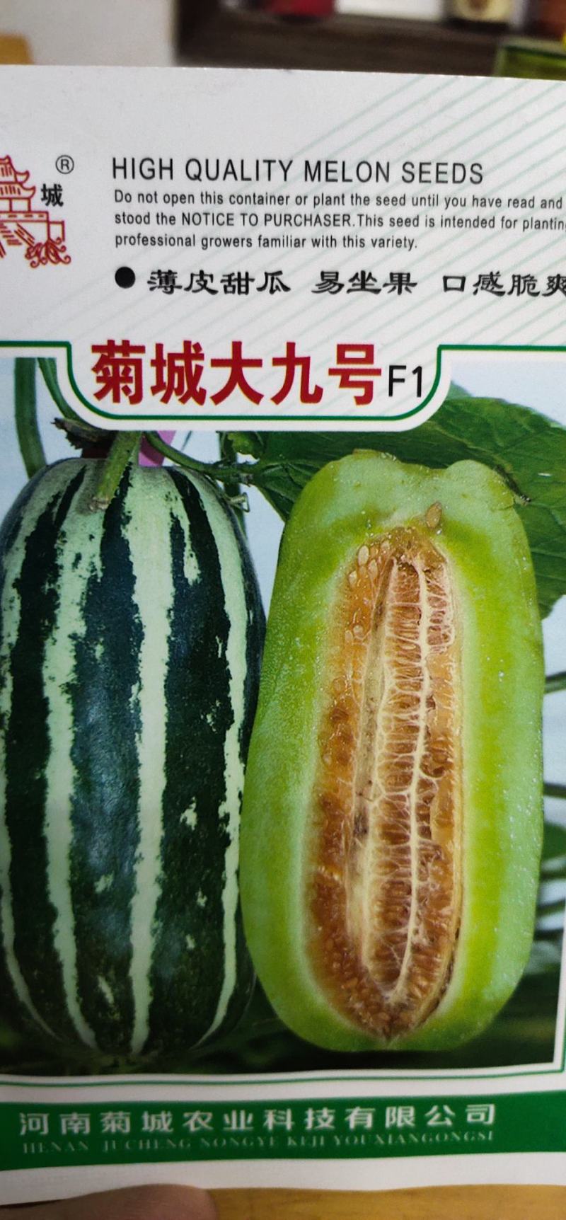 甜瓜种子菊城大九号薄皮甜瓜易坐果，果实成熟期25天