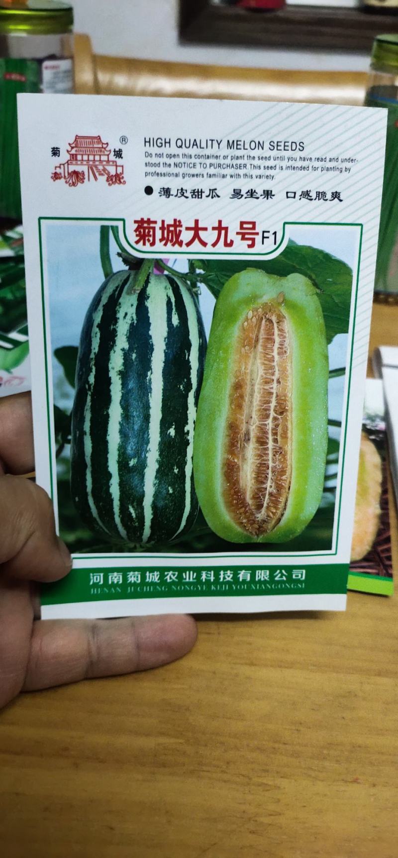 甜瓜种子菊城大九号薄皮甜瓜易坐果，果实成熟期25天