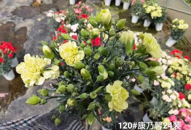 120#康乃馨24装一箱一盆5元混色发货实拍云南基地直发