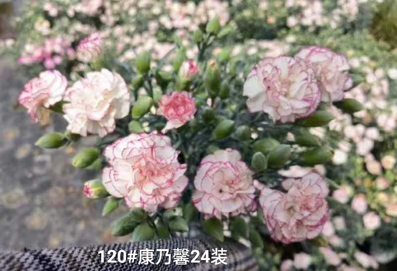 120#康乃馨24装一箱一盆5元混色发货实拍云南基地直发