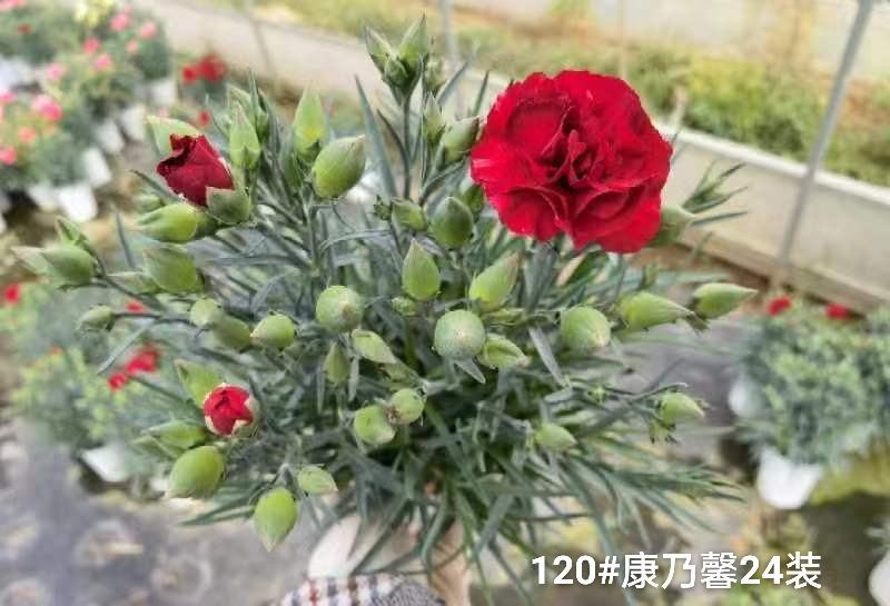 120#康乃馨24装一箱一盆5元混色发货实拍云南基地直发