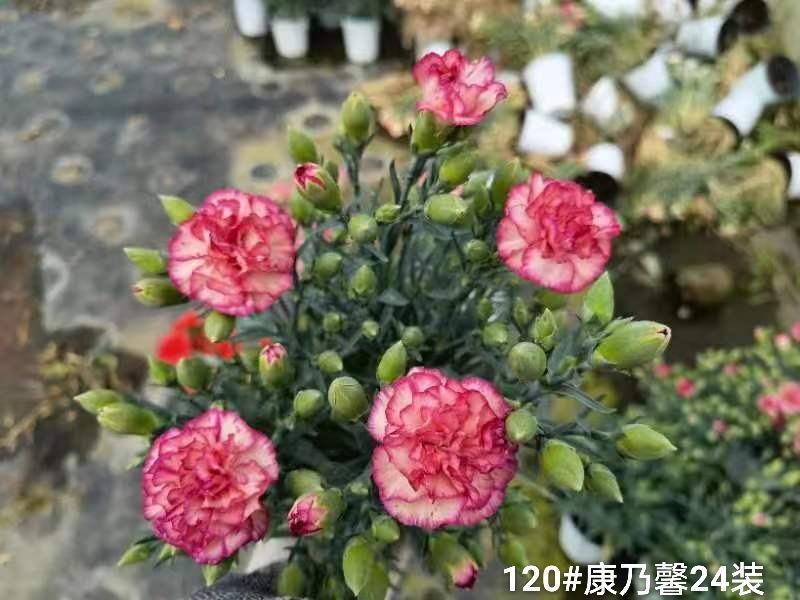 120#康乃馨24装一箱一盆5元混色发货实拍云南基地直发