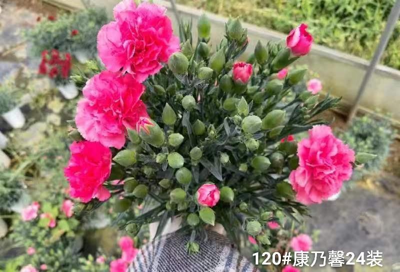 120#康乃馨24装一箱一盆5元混色发货实拍云南基地直发