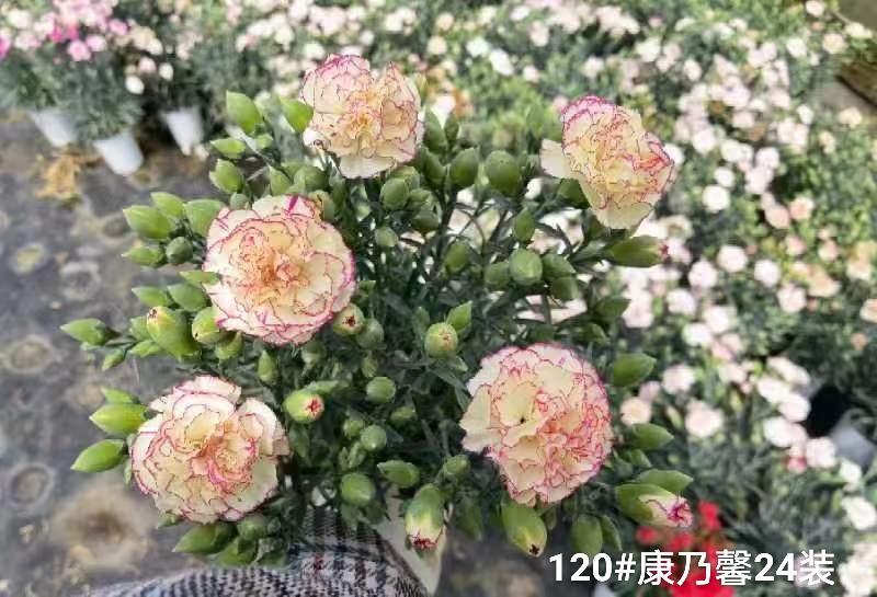 120#康乃馨24装一箱一盆5元混色发货实拍云南基地直发