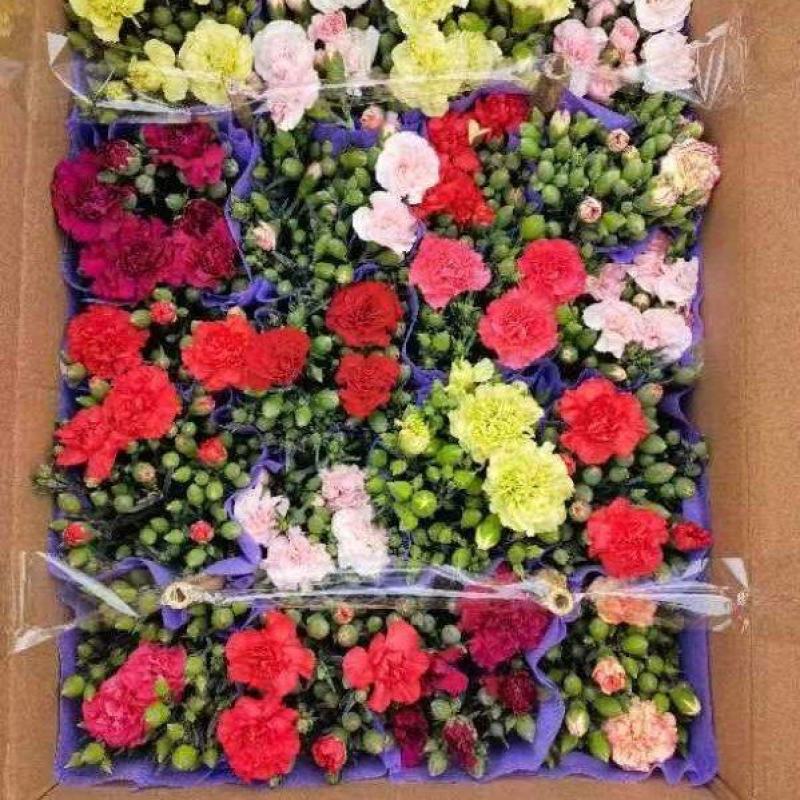 120#康乃馨24装一箱一盆5元混色发货实拍云南基地直发