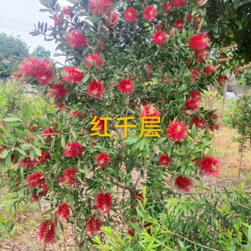 红千层串钱柳多花艳红增氧植物基地批发