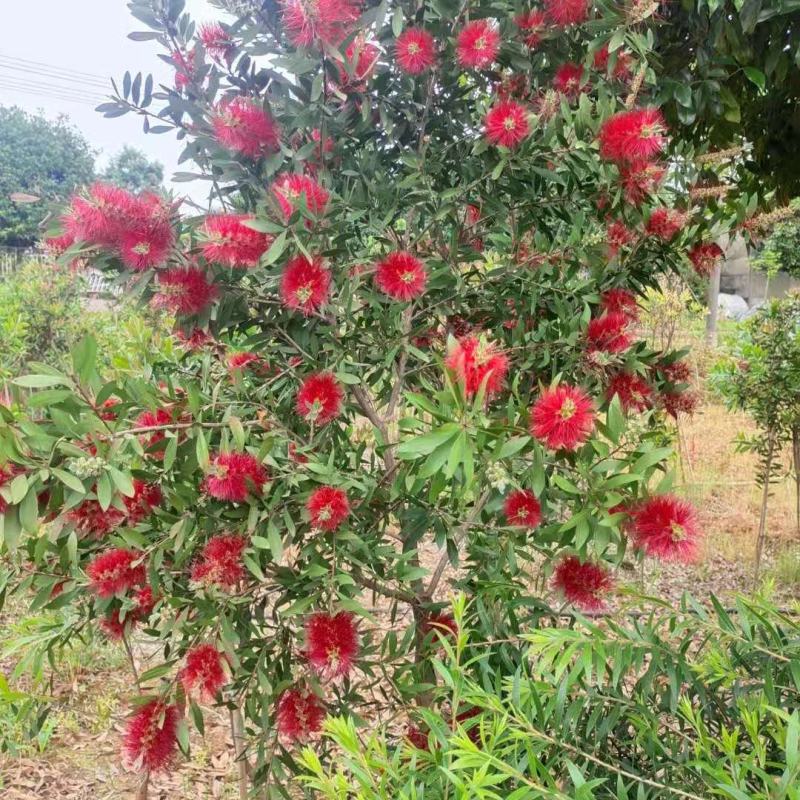 红千层串钱柳多花艳红增氧植物基地批发
