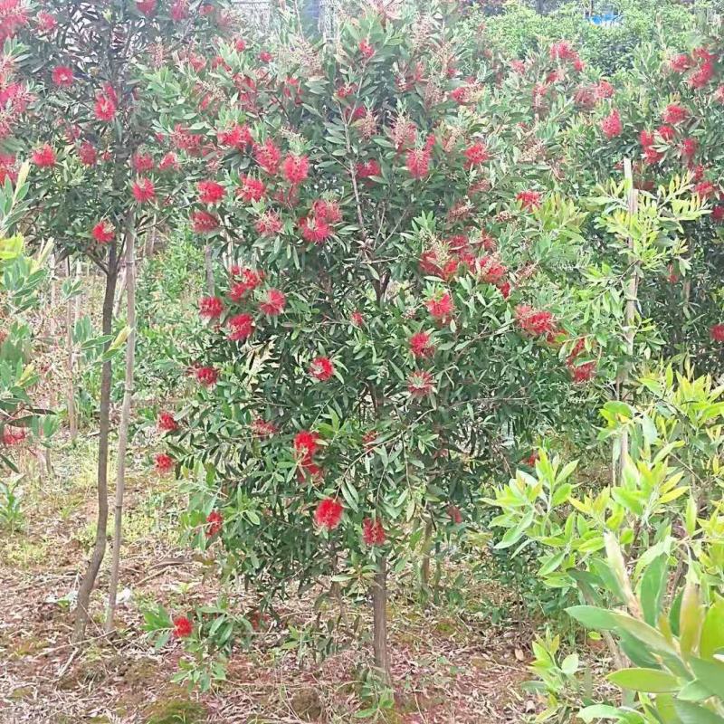 红千层串钱柳多花艳红增氧植物基地批发