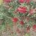 红千层串钱柳多花艳红增氧植物基地批发