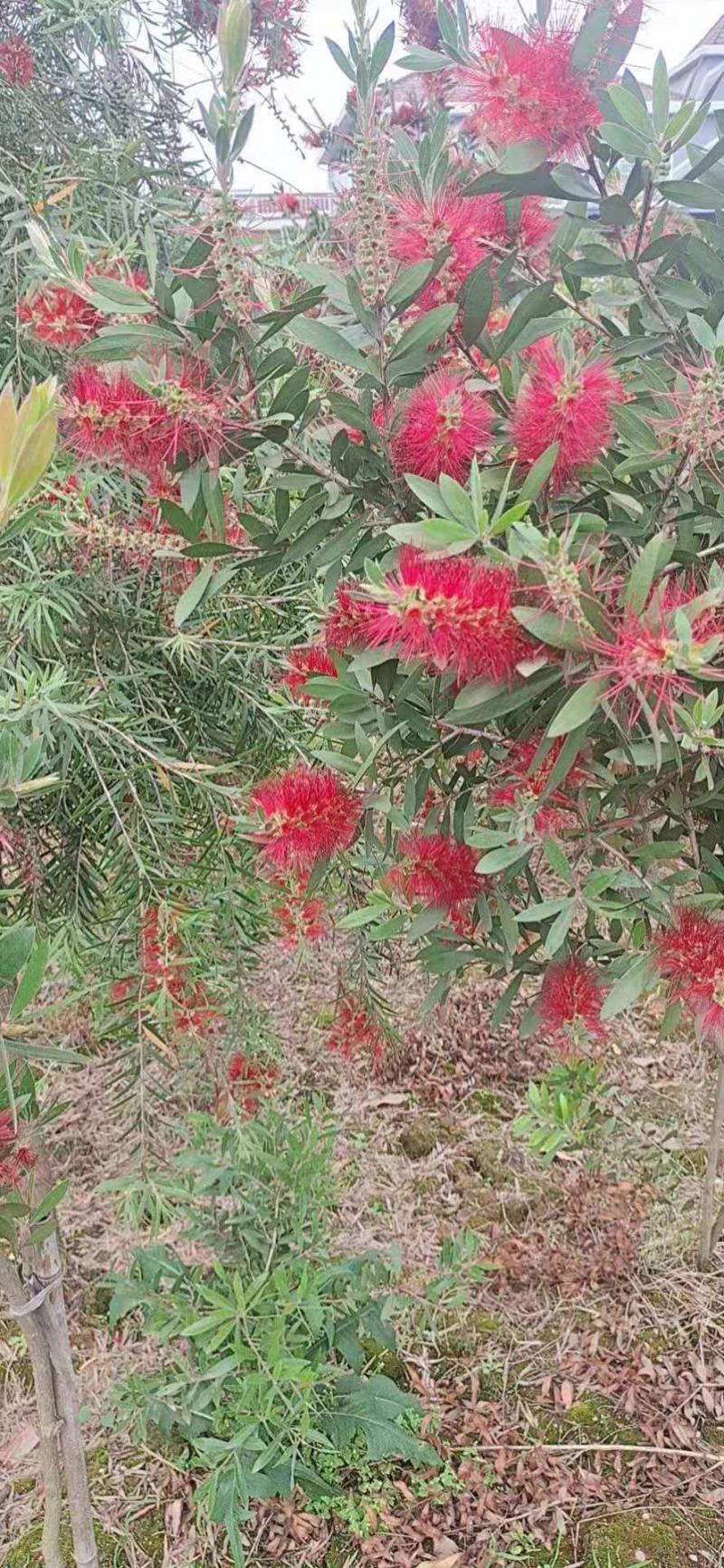 红千层串钱柳多花艳红增氧植物基地批发