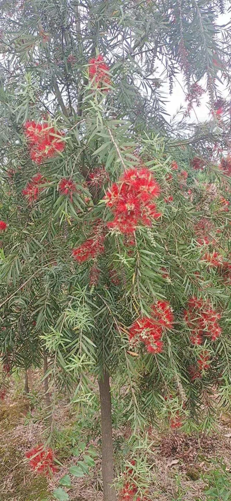 红千层串钱柳多花艳红增氧植物基地批发