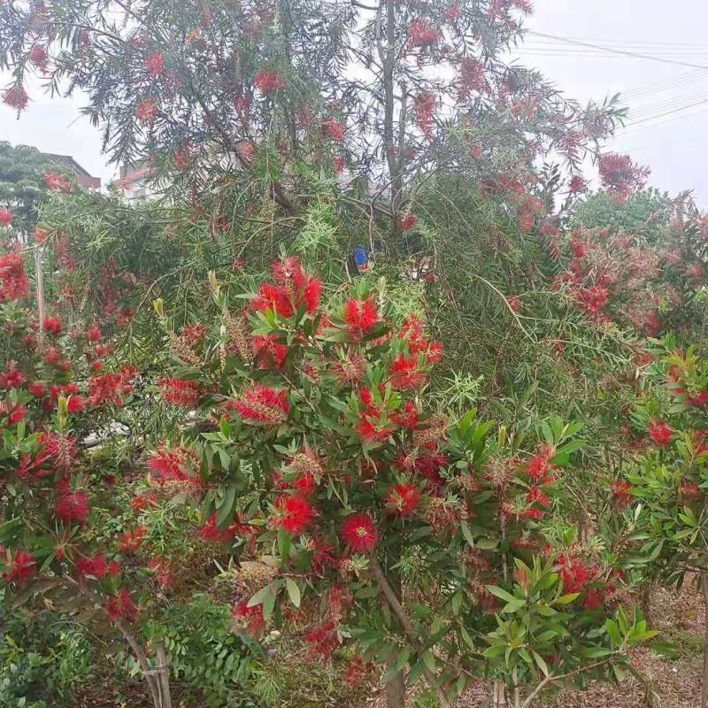 红千层串钱柳多花艳红增氧植物基地批发