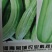 菜瓜种子青龙菜瓜，果肉脆。详细介绍请看包装说明谢谢！