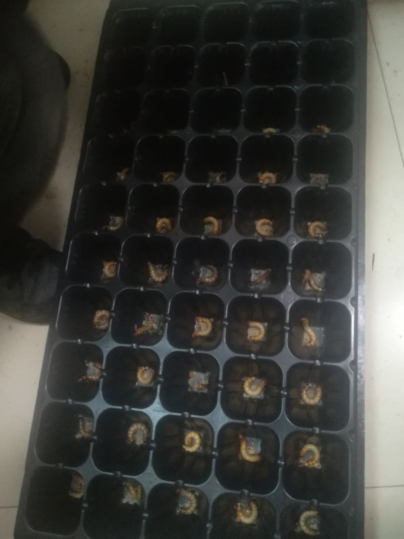 仓库的优质蛋白虫