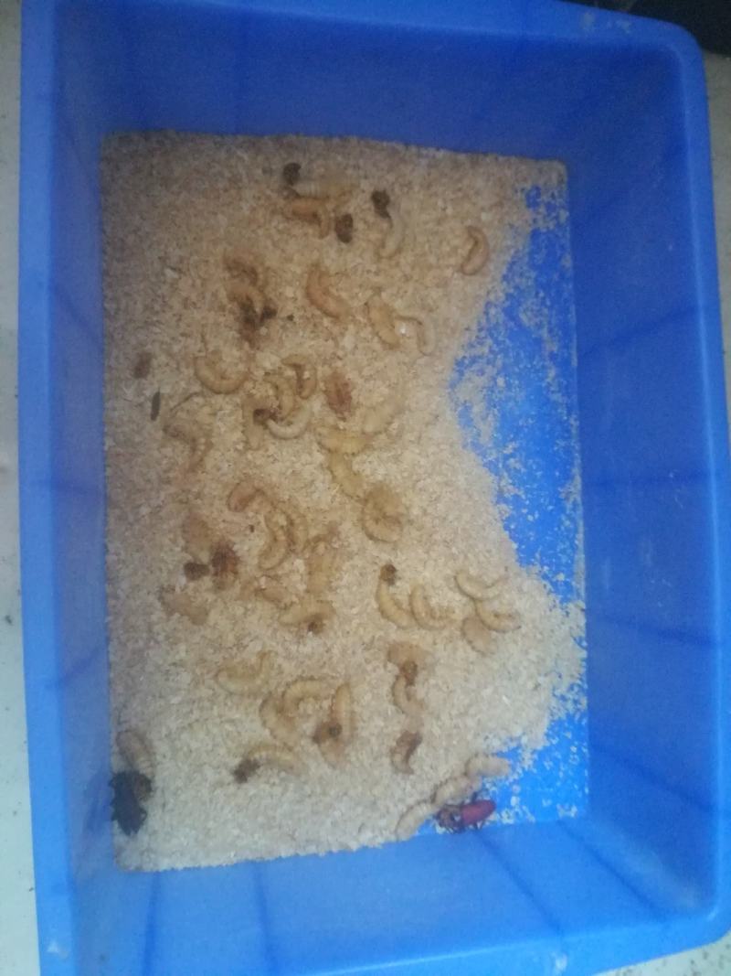 仓库的优质蛋白虫