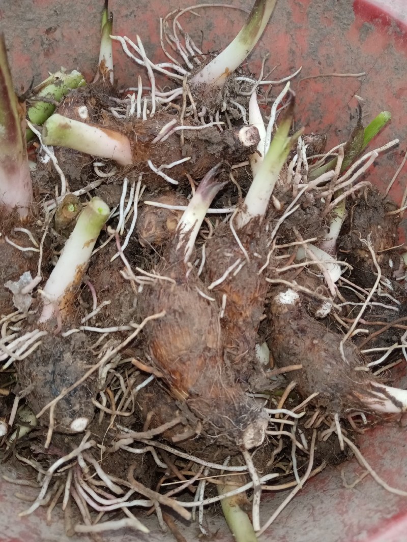 福建槟榔芋种，乐昌芋种。